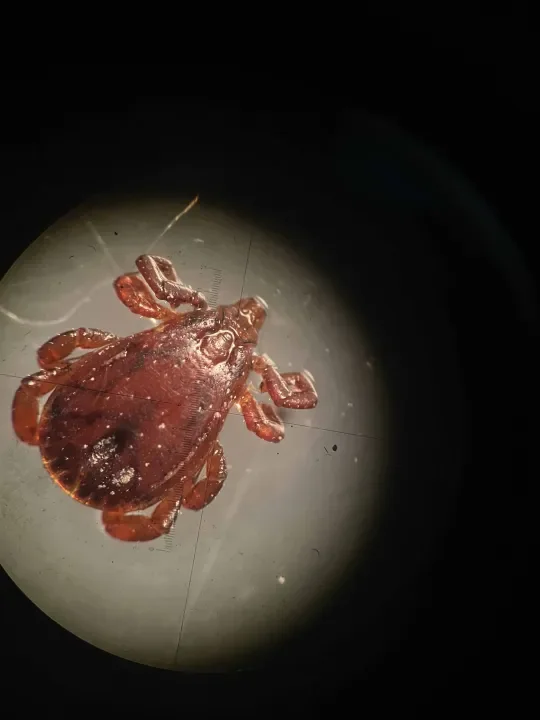 tick