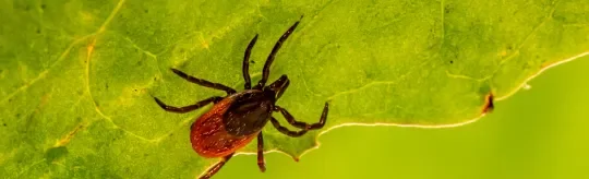 tick