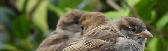 Perched sparrows
