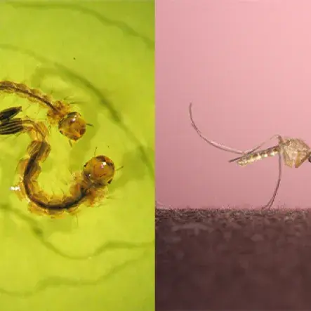 msokeytool_larva_adult