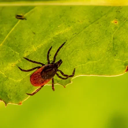 tick